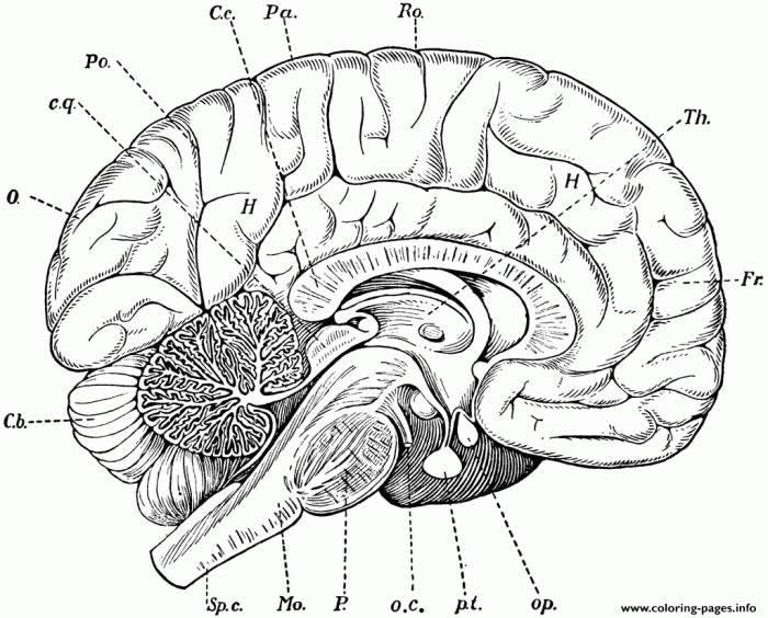 Brain anatomy coloring book answers