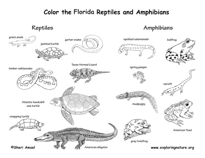 Florida state animal coloring page