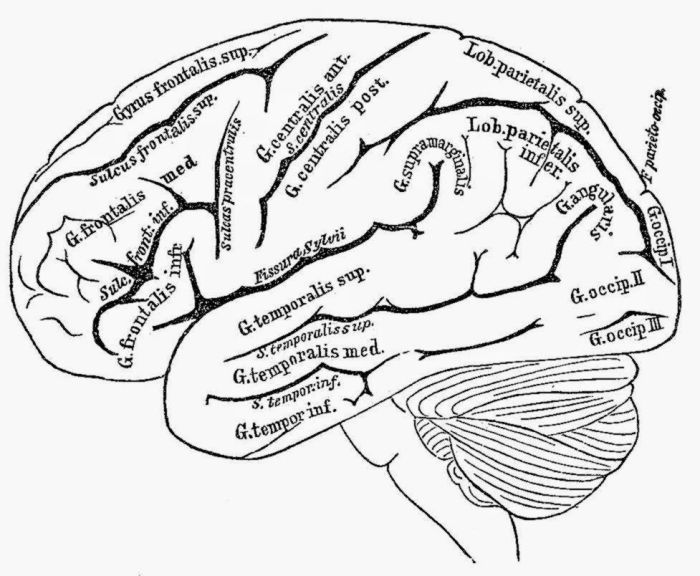 Brain anatomy coloring book answers