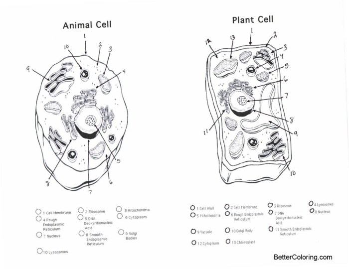 Enchanted learning animal and plant cell coloring