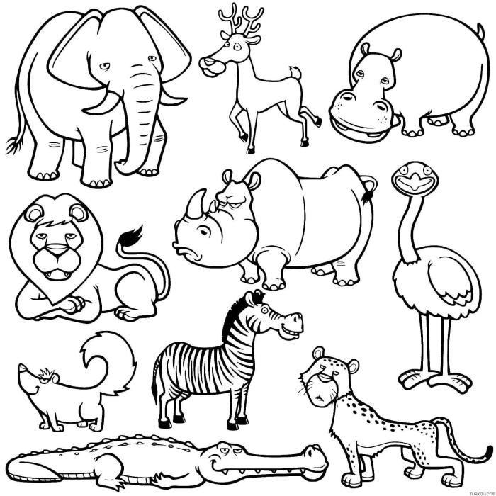 Animal coloring pages chart