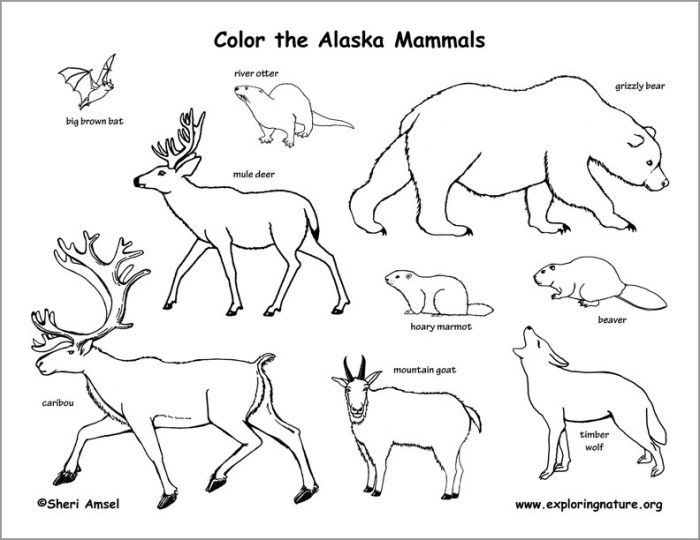 Alaska animals coloring pages