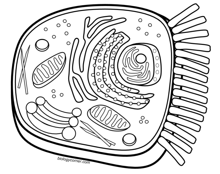 Enchanted learning animal and plant cell coloring