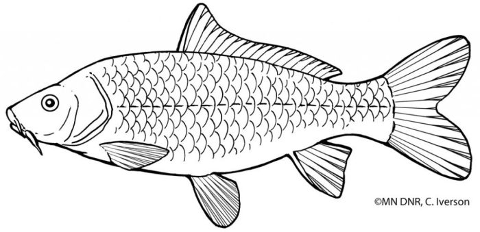 Fish bird and animals coloring pages