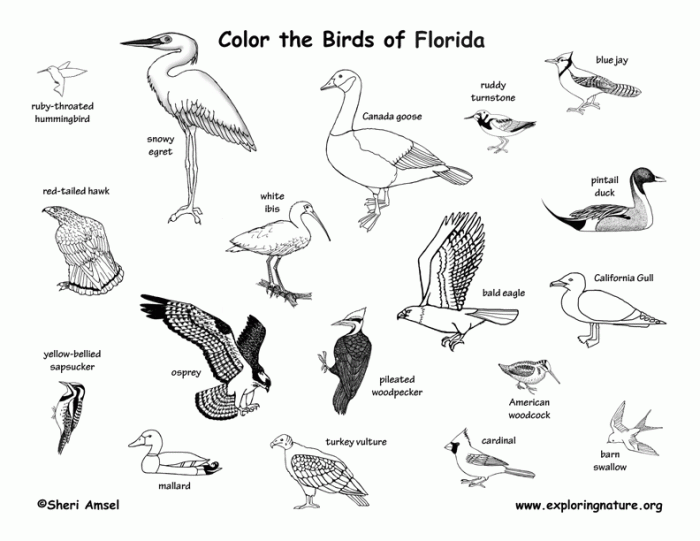 Florida state animal coloring page