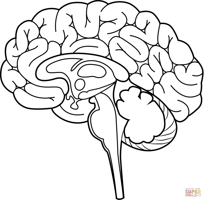 Brain anatomy coloring book answers